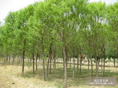 旱柳、絳柳、龍爪柳的生物特性與綜合養殖技術及種植咨詢指南